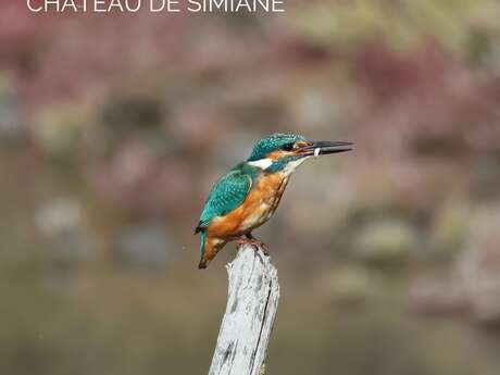 Exposition de photographies "A tire d'ailes" de Brigitte Blandin