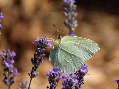 Papillons et lavandes
