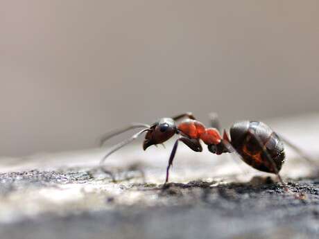 Jeu : "A la découverte des fourmis"