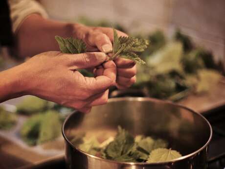 Hautes Herbes - Ateliers autour des plantes comestibles et médicinales