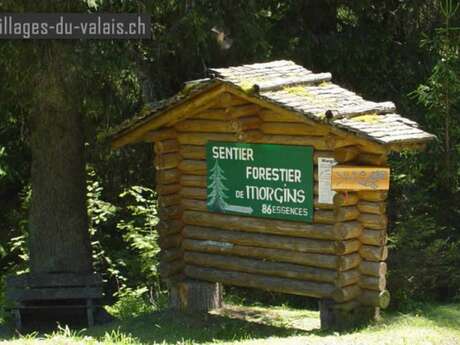 Morgins - The Alpine Forest Trail