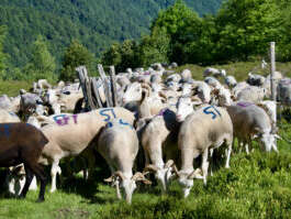 Transhumance des brebis tarasconnaises – 2ème départ