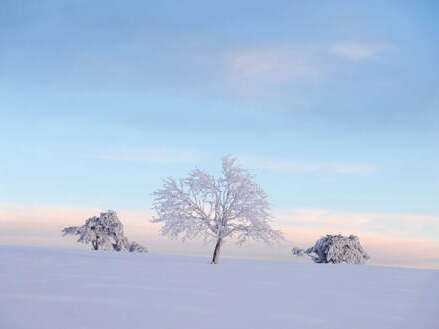 Photo nature hivernale