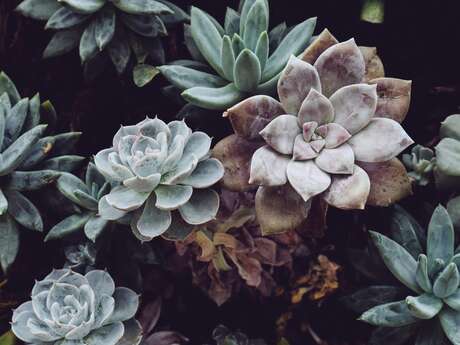 Atelier Création Florale à Faucon du Caire : Kokédama plantes grasses