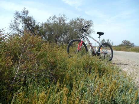 From Sauvage ferry to Cacharel by bike