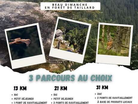 Sortie équestre "Beau dimanche en forêt de Taillard"