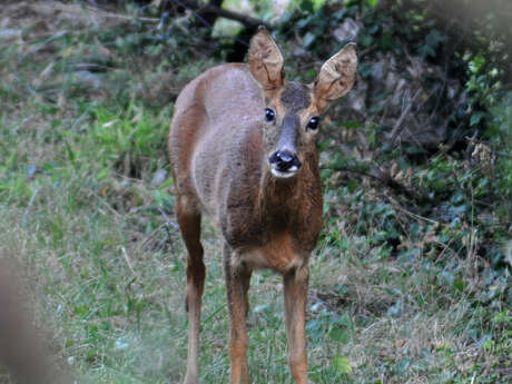 Sortie sur les traces des animaux