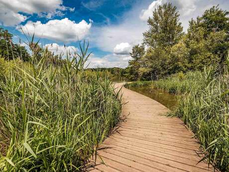 Gravière aux Oiseaux - Balade des plantes sauvages