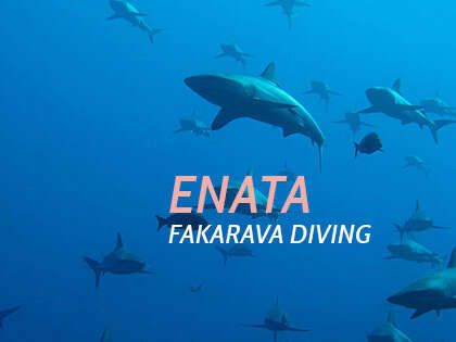 Enata Diving Center