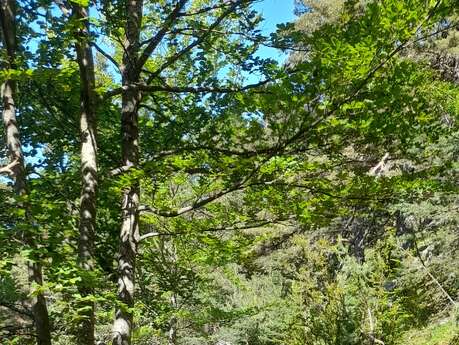 circuit Enduro N°33: la calade du Bleine