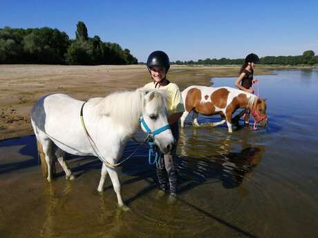 Poneys de Loire