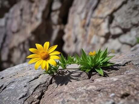 Sortie plantes médicinales