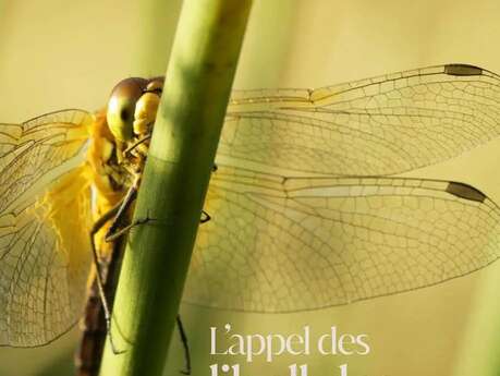 L'appel des libellules : film en refuge