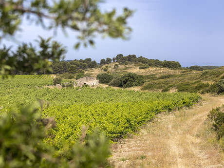 Parcours Pédestre au Domaine La Cadenière