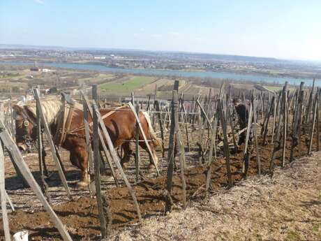 Domaine Christophe Pichon