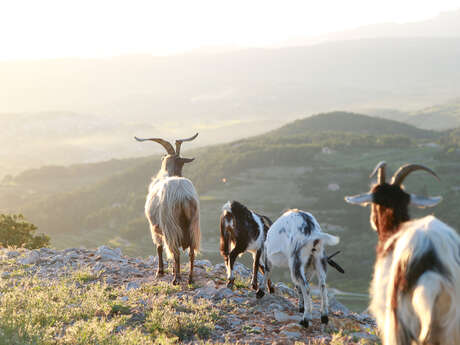 Randonnée sur le sentier des Nerthes dans le Massif du Gros Cerveau
