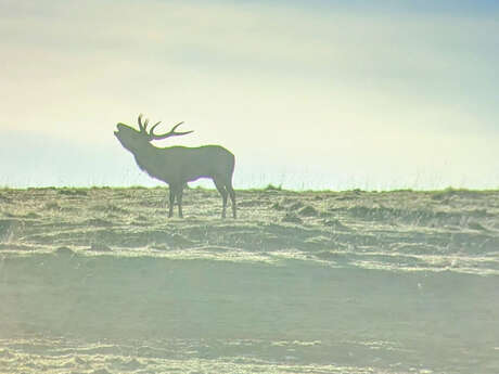 En terrain connu: Deer rut