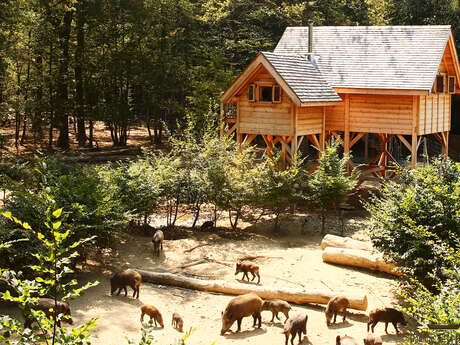 Chênes et Sangliers perched cabins - DDLD