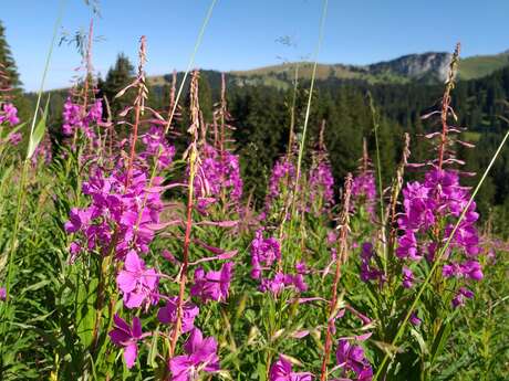 À la découverte des plantes sauvages comestibles