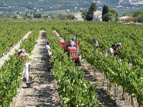 Domaine de l'Amauve (Groupes & Séminaires)