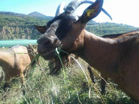 La ferme du Terrasson