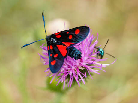 Conférence : Les insectes des Alpilles