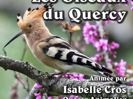 Conférence: Les oiseaux du Quercy