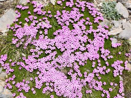 Séjour botanique : Fleurs des montagnes, fleurs de vie - Alain Tallaron