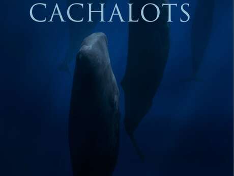 Projection - Le Clan des Cachalots - Stéphane GRANZOTTO