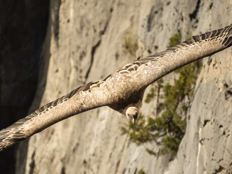 Sortie : Découverte et observations des vautours du Verdon