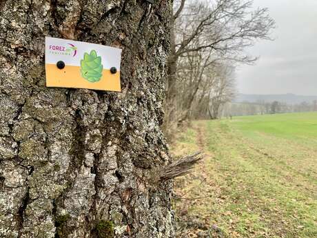 Sentier botanique de la vallée du Sault (départ du Complexe le Bourbonneau)
