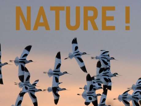 Sortie « Objectif Nature » - Marais de Loix Sortie « Objectif Nature » - Marais de Loix
