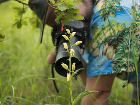 Objectif orchidées sauvages