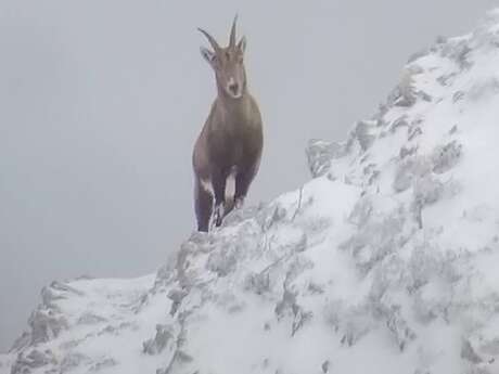 Winter wildlife at La Chapelle d'Abondance