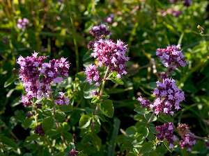 Balade et visite de mon jardin pédagogique en alpage : plantes medicinales et comestibles de Chartreuse