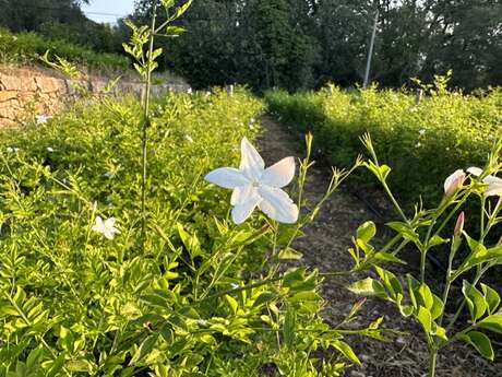 Visite et cueillette dans un champ de fleurs