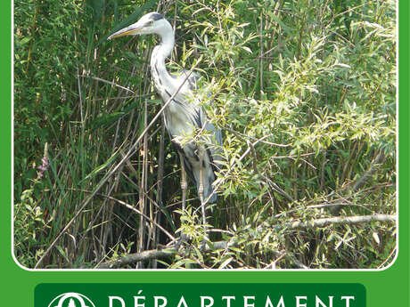 Balade découverte " À l’écoute des oiseaux de l’étang "