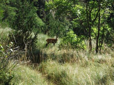 Réserve Naturelle Régionale de Saint Maurin