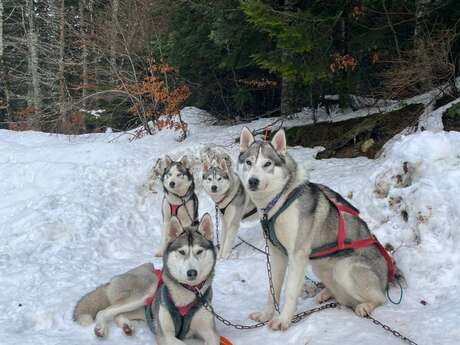 Cani rando - Drecik's Dogs