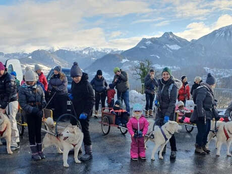 Distribution of dog sled papillottes
