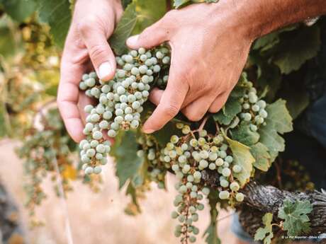 La Route des Vins en Terre de Provence