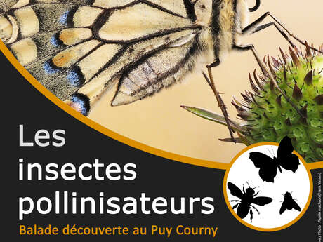 Balade découverte sur les papillons et autres insectes pollinisateurs