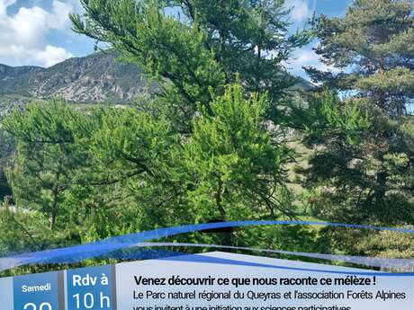 Les mélèzes nous racontent