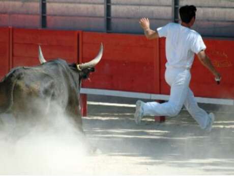 Féria d'Alès - Course camarguaise, Trophée de l’Avenir