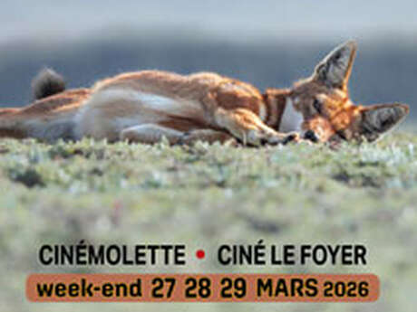 Sortie nocturne avec la LPO - "Ecran nature, des films pour tous les regards"