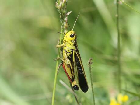 Soirée papillons et orthoptères