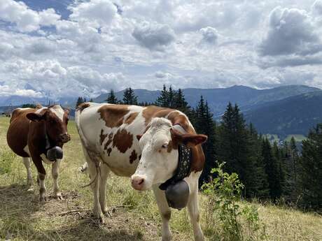 Animation: My Savoyard Cow