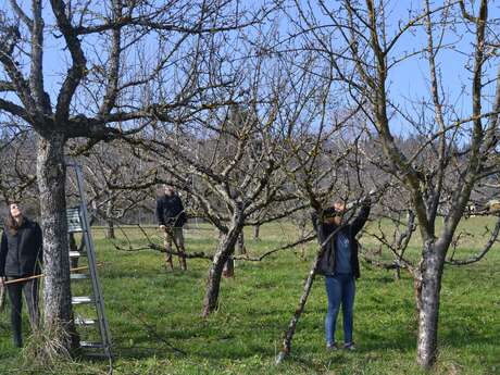 Stage de taille des arbres fruitiers