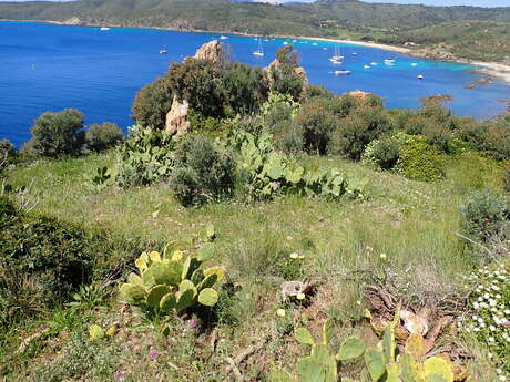 Mobilisation contre les plantes exotiques envahissantes  - chantier nature