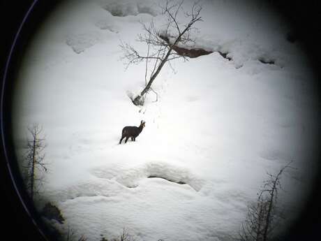 Balade en raquettes : Chuut... un chamois ! (Vendredi Matin)